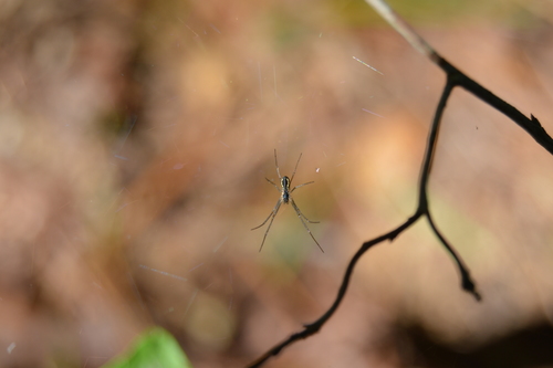 Filmy Dome Spider photo 6