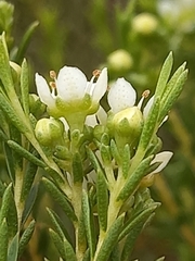 Diosma tenella