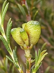 Diosma tenella