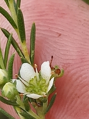 Diosma tenella
