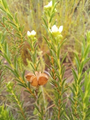 Diosma tenella