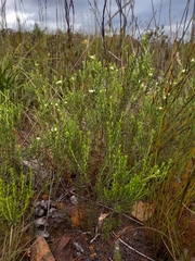 Diosma tenella