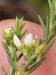 Diosma tenella