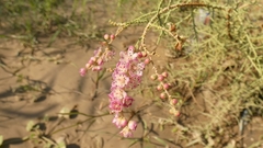 Tamarix aucheriana
