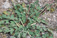 Callianthemum alatavicum