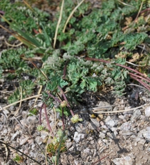 Callianthemum alatavicum