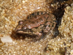 Pelophylax kurtmuelleri