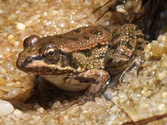 Pelophylax kurtmuelleri