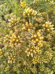 Helichrysum asperum glabrum