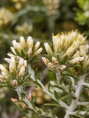 Helichrysum asperum glabrum