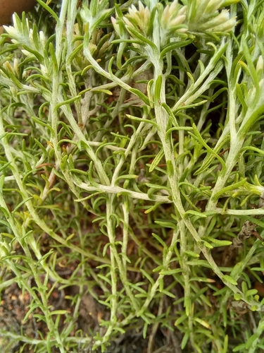 Image of Helichrysum asperum by (c) kevin koen, some rights reserved (CC BY-SA)