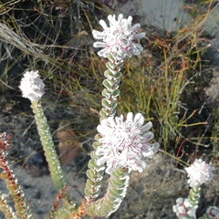 Paranomus spathulatus