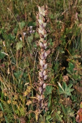 Pedicularis dolichorrhiza