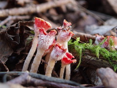 Microstoma protractum