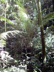 Cyathea speciosa