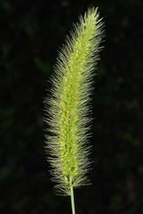 Setaria viridis viridis