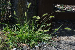 Setaria viridis viridis