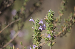 Clinopodium chilense