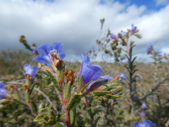 Lobostemon daltonii