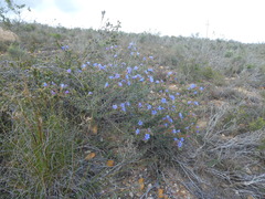 Lobostemon daltonii