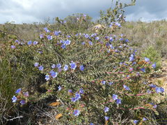 Lobostemon daltonii