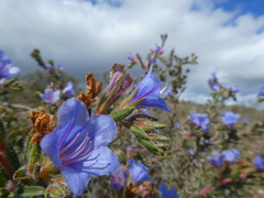 Lobostemon daltonii