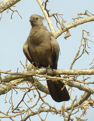 Corythaixoides concolor concolor