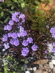 Limonium scabrum scabrum