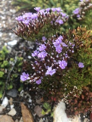 Limonium scabrum scabrum