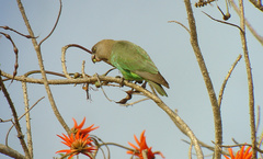 Poicephalus cryptoxanthus cryptoxanthus