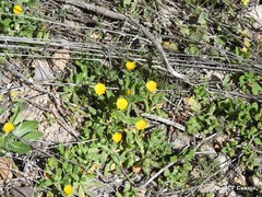 Helianthemum ledifolium