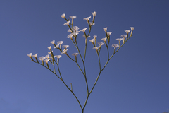 Limonium longifolium
