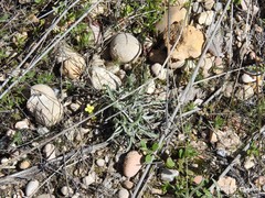 Helianthemum ledifolium