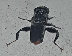 Malometasternum rufocaudatum