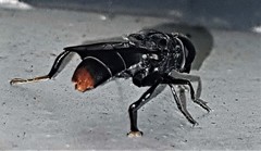 Malometasternum rufocaudatum