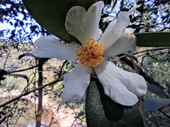 Camellia oleifera