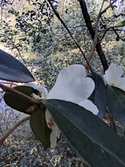 Camellia oleifera