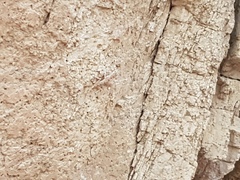 Ptyodactylus