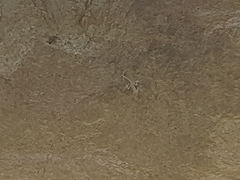 Ptyodactylus