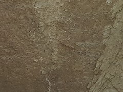 Ptyodactylus