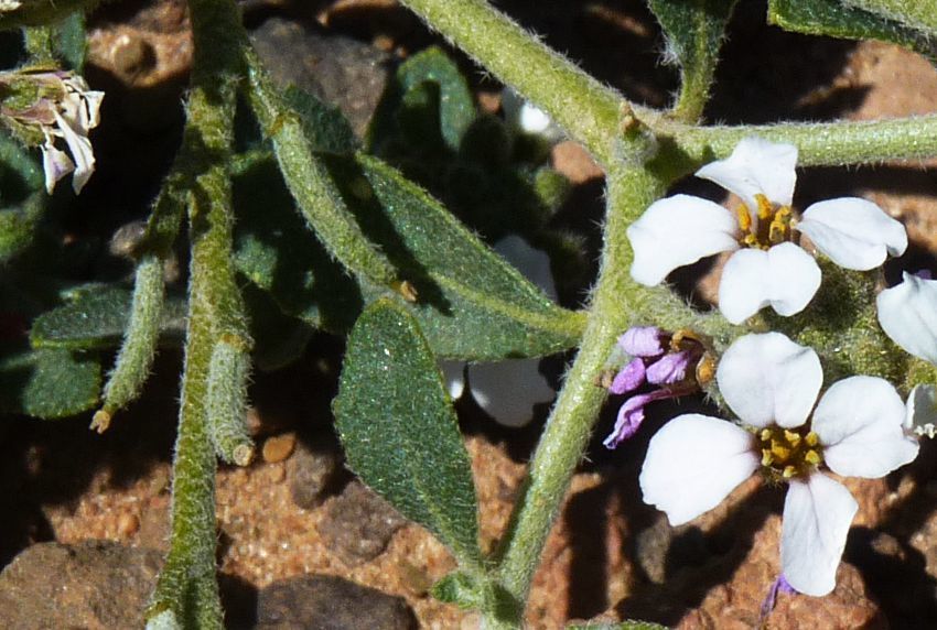 Morettia canescens