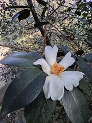 Camellia oleifera
