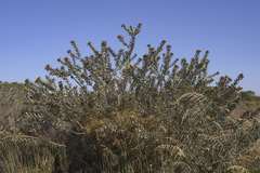 Leucospermum rodolentum