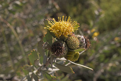 Leucospermum rodolentum