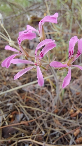Swartland storksbill (Pelargonium viciifolium)