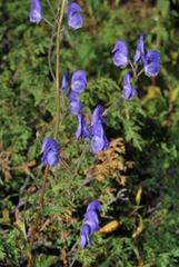 Aconitum nemorum