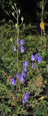 Aconitum nemorum