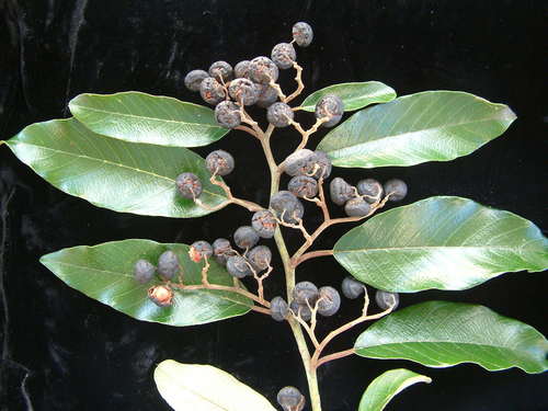 Alphitonia zizyphoides