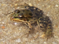 Pelophylax kurtmuelleri