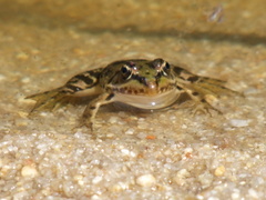 Pelophylax kurtmuelleri